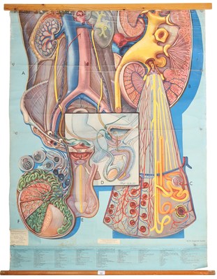 Lot 44 - UROGENITAL SYSTEM EDUCATIONAL WALL CHART